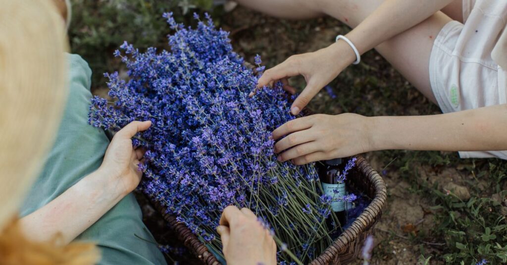 Two people arranging vibrant lavender flowers in a wicker basket outdoors.