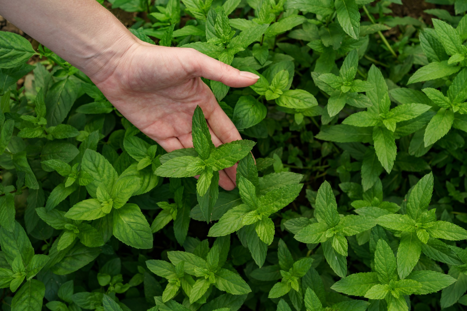 doTerra peppermint